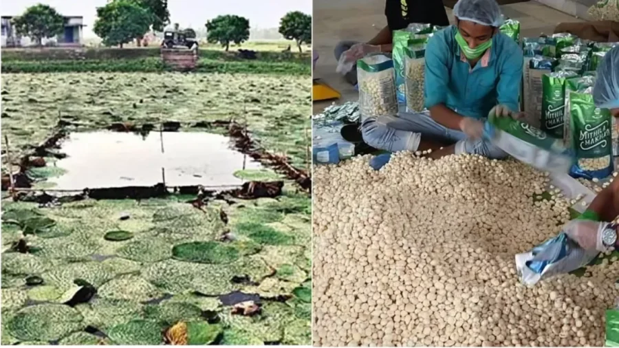 New Thornless Makhana Variety Will Transform Bihar Farming