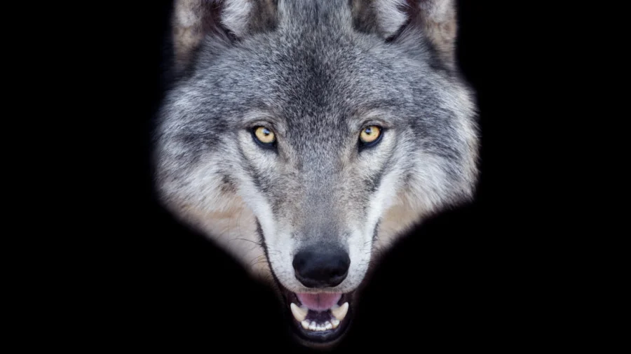 AI Fake Wolf Image Leads to Arrest in South Korea