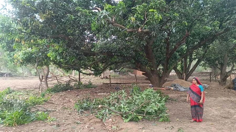 Giridih में हाथियों ने फसलों को रौंदा, घरों को किया क्षतिग्रस्त, किसानों का भारी नुकसान